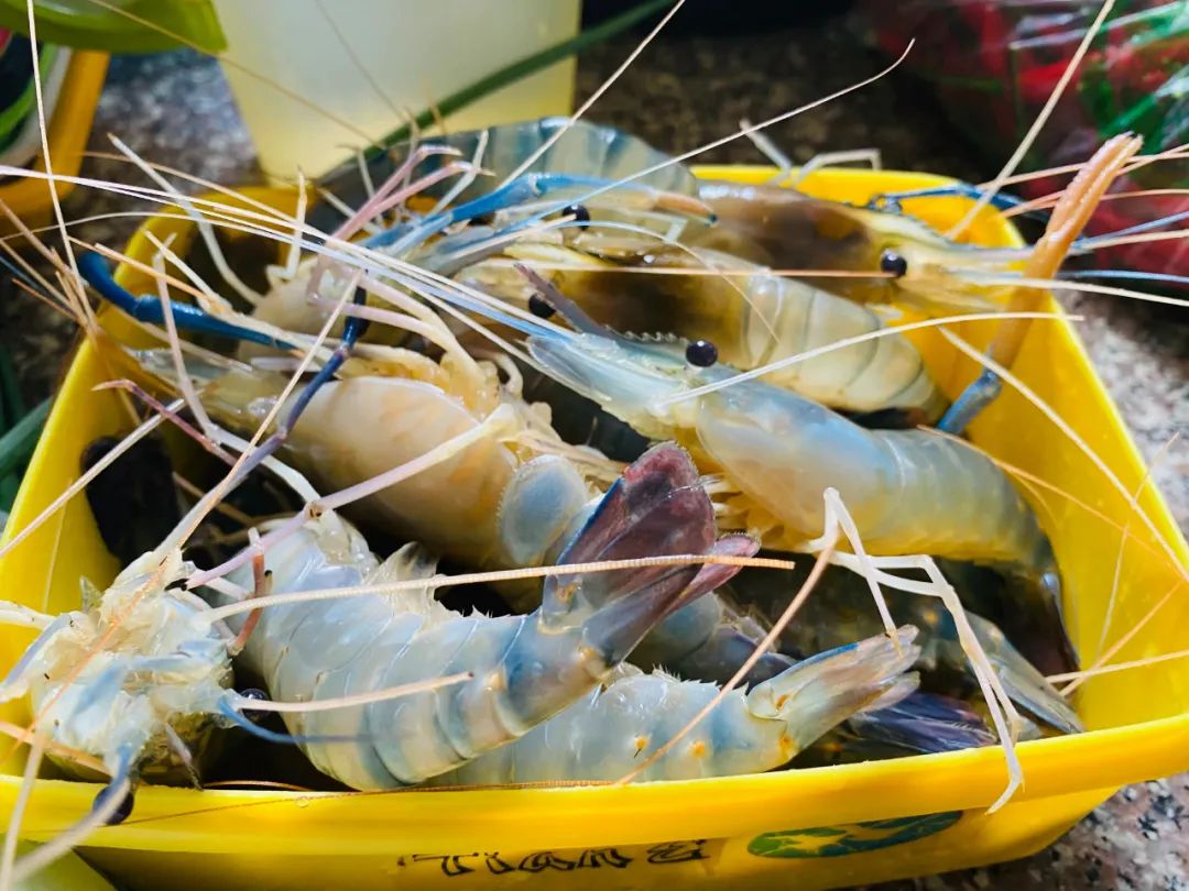 成活率高,个头大,抗病力强……这么好的罗氏沼虾怎么养的?