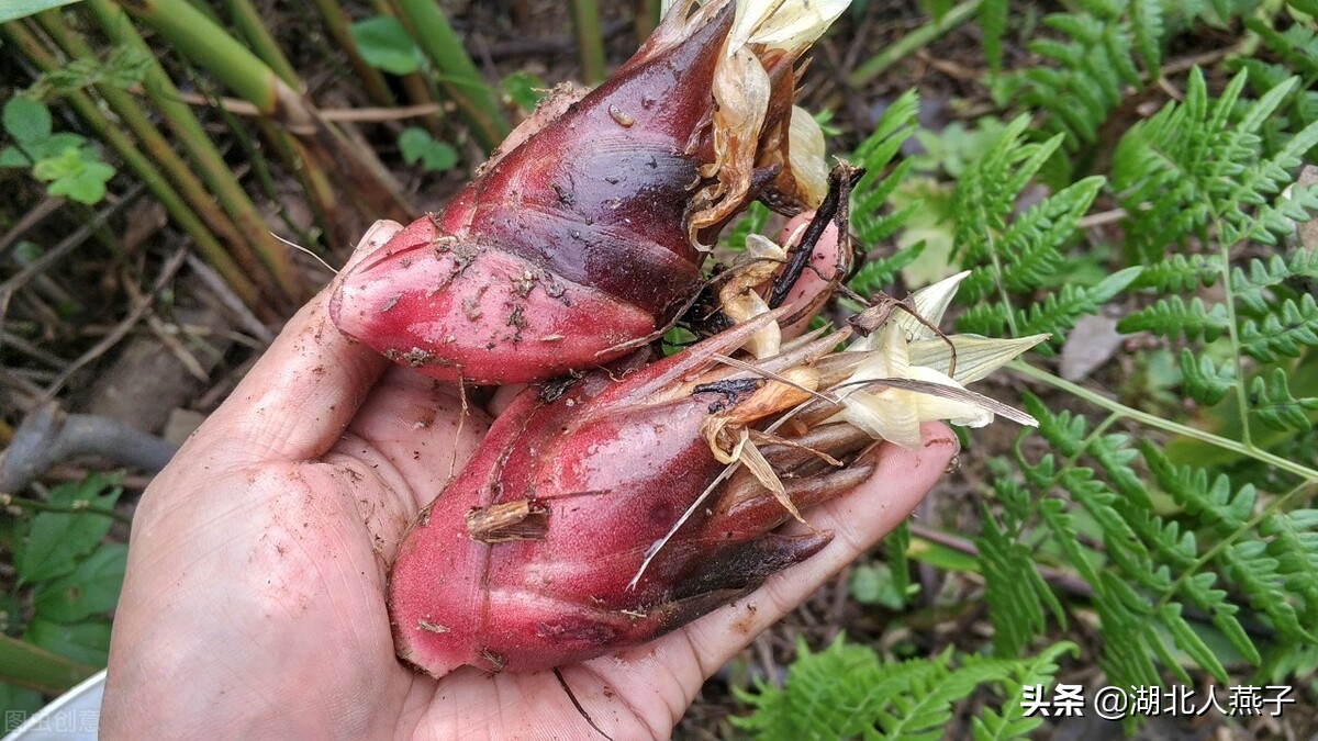 春天挖野菜，送你56种野菜大图片，带你见识不同的野菜和吃法