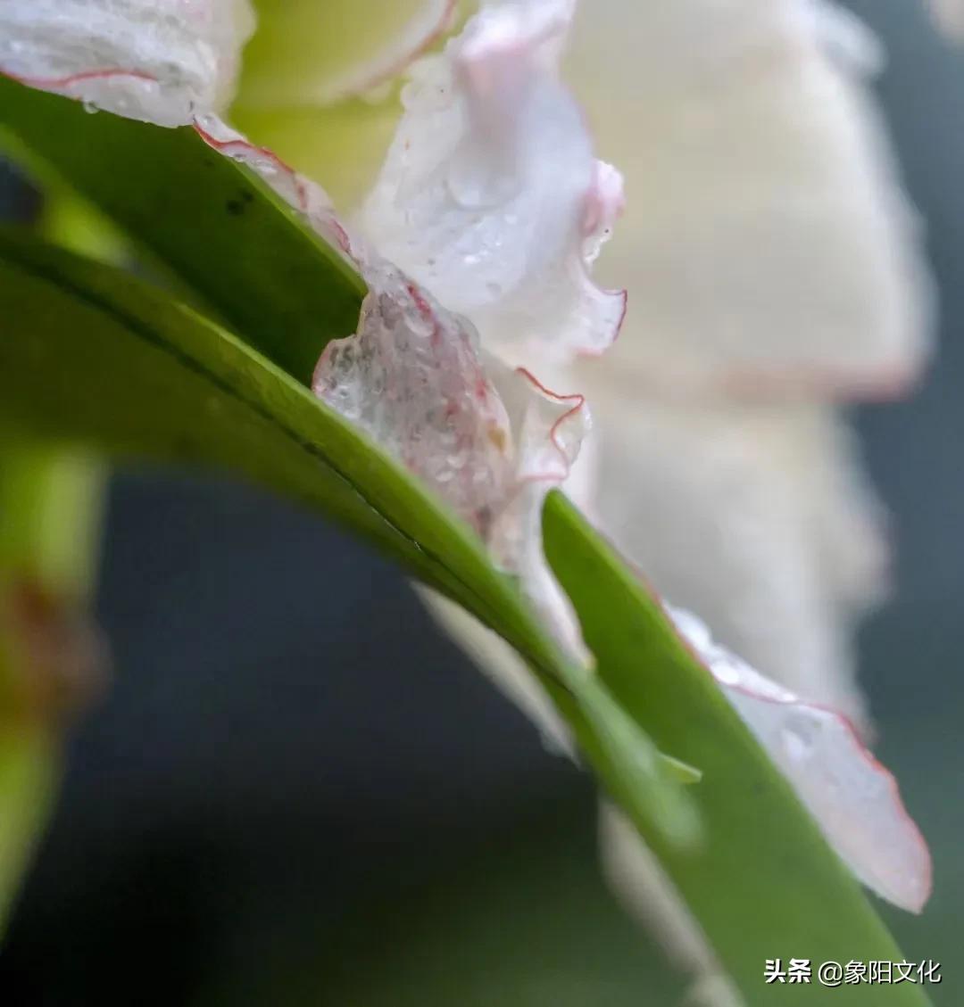 诗词/摄影欣赏：《国粹》《朱顶红》《待到山花烂漫时》「281」