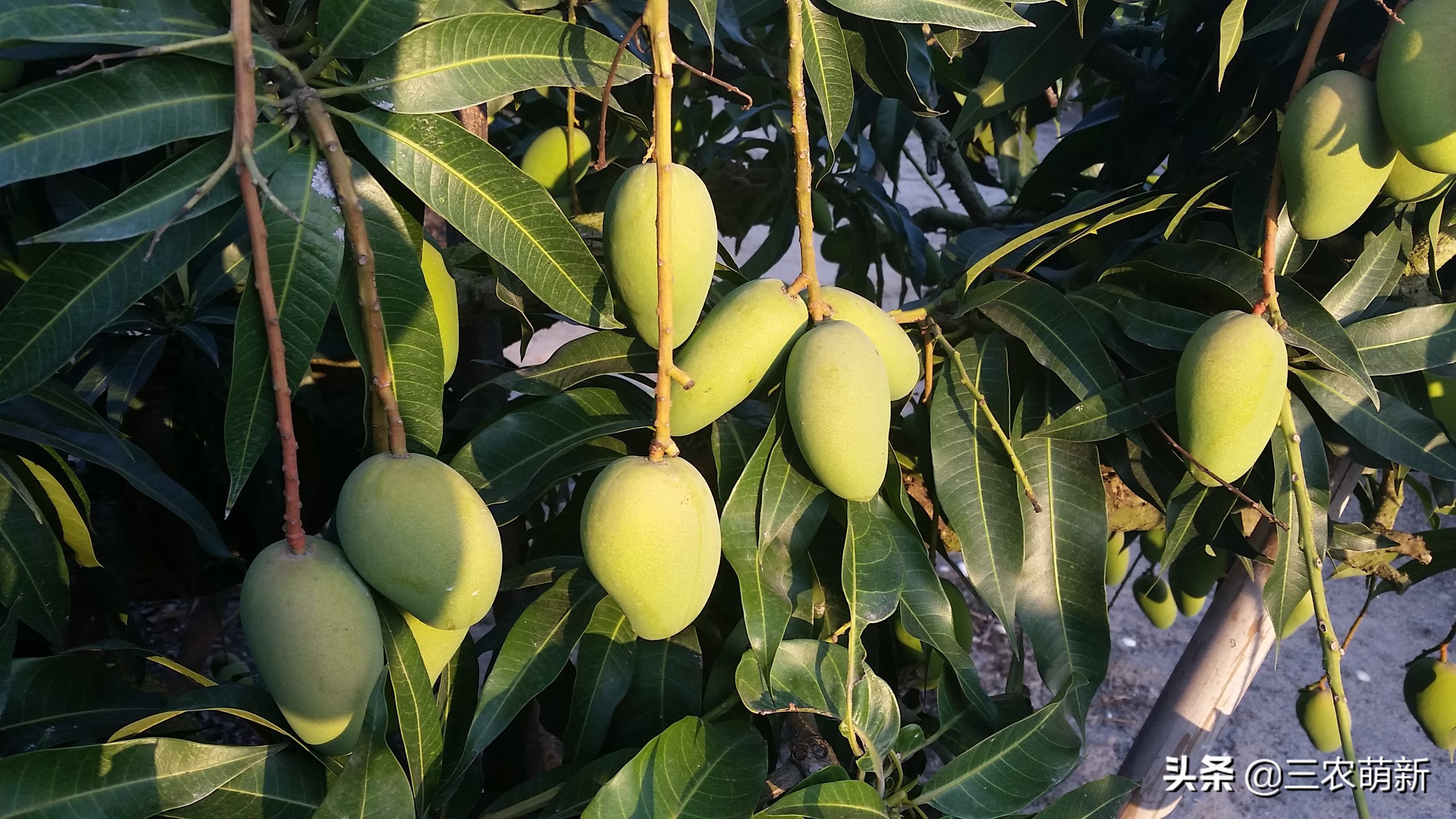绿化芒果能吃吗(绿化芒果能吃吗?) - 风集网