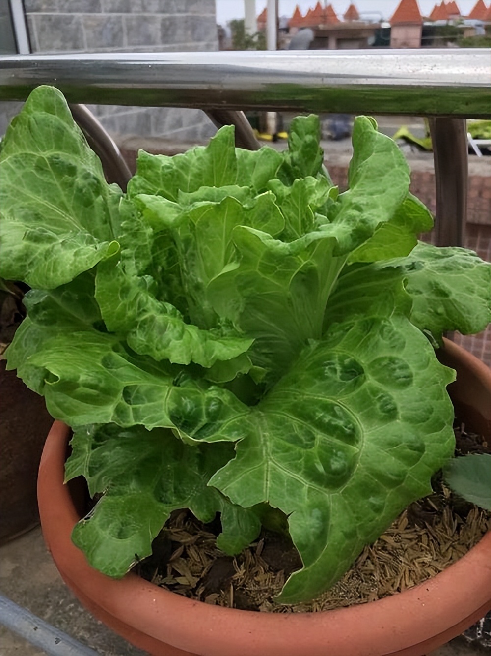 家里阳台种什么蔬菜比较好（推荐4款适合阳台种植的蔬菜）