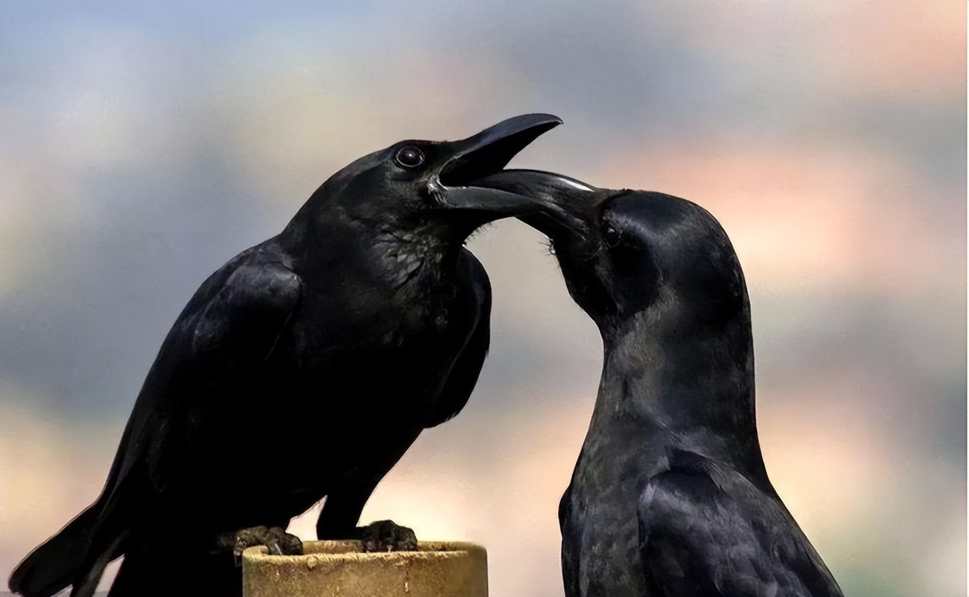 从神鸟到孝鸟,最后沦落为恶鸟,乌鸦的悲剧为什么发生在宋朝?