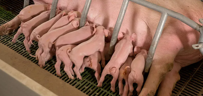 今日猪价养猪技术「养猪网今日猪价网」