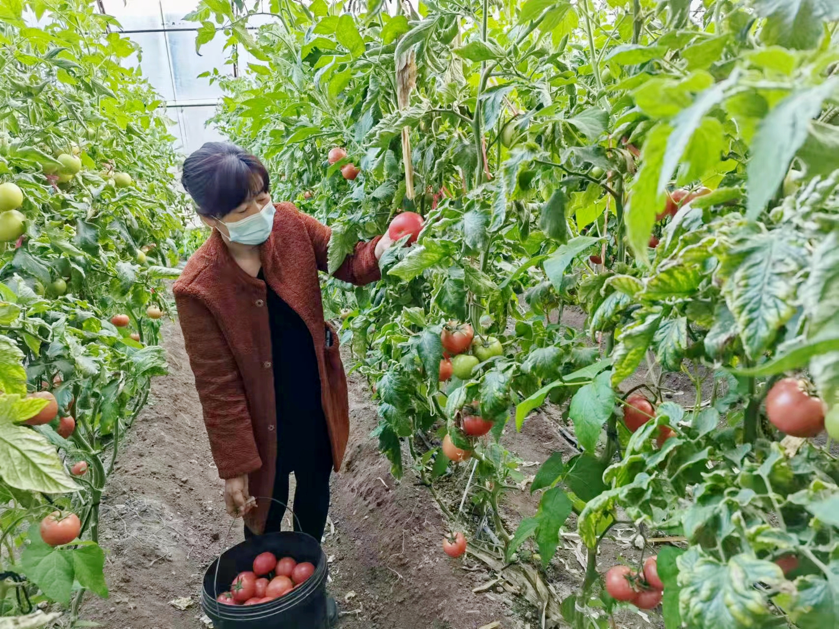 村支书乔宪芳：十万和上百万的抉择 为待售蔬菜打开销路
