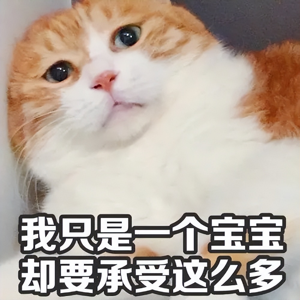 一辈子不让猫咪出门，是不是很“残忍”？