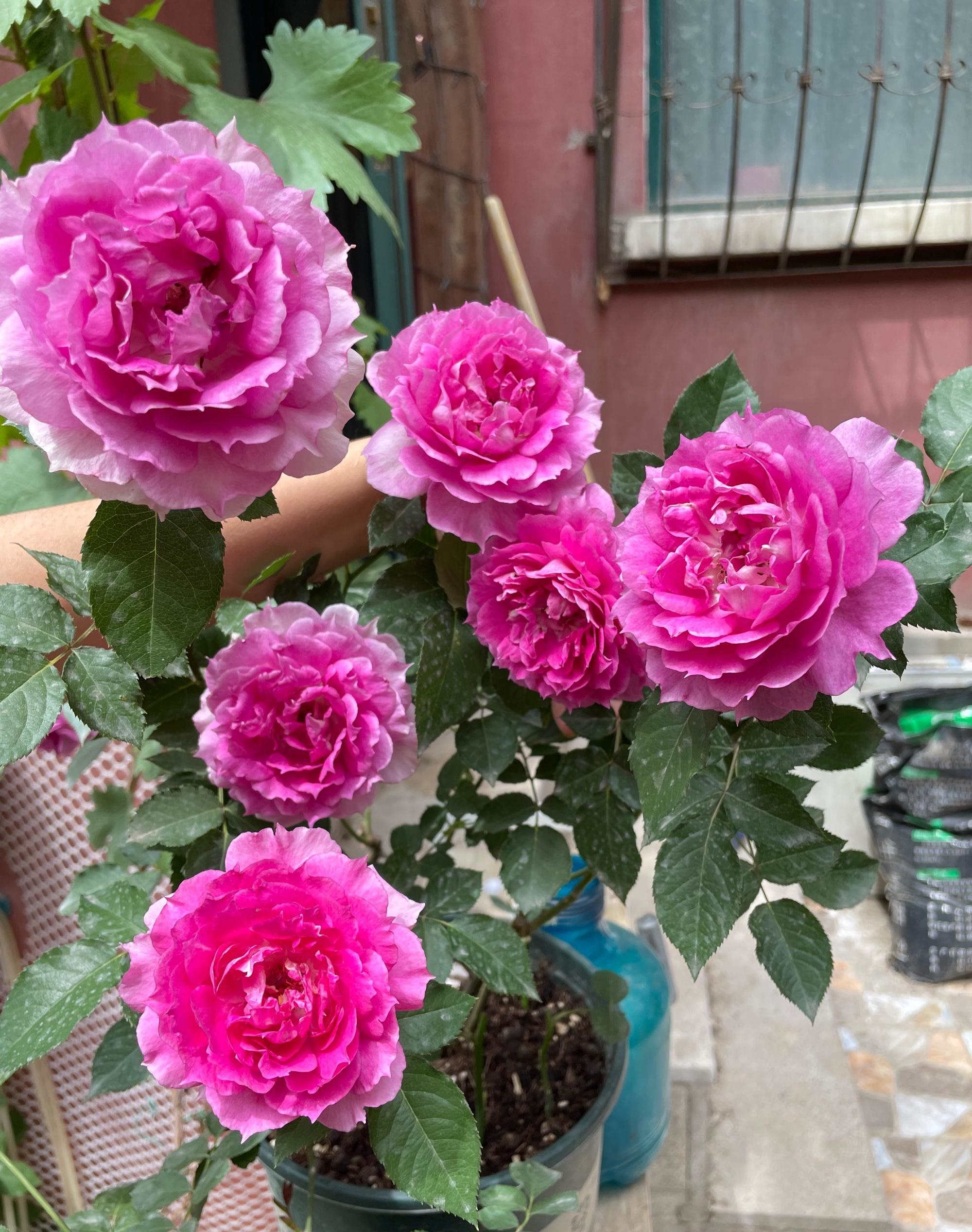 阳台养月季,就选"天方夜谭",皮实好养,美若牡丹,四季有花开