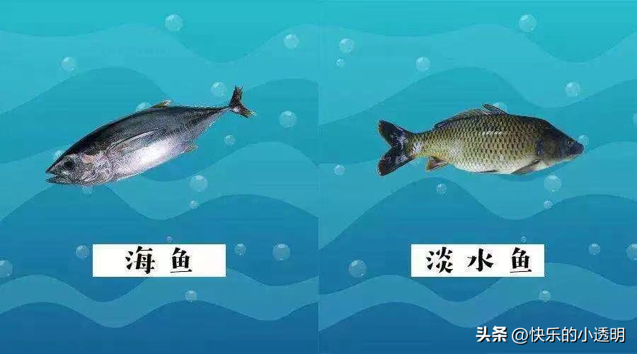 什么是深海鱼（详解深海鱼和淡水鱼的区别）