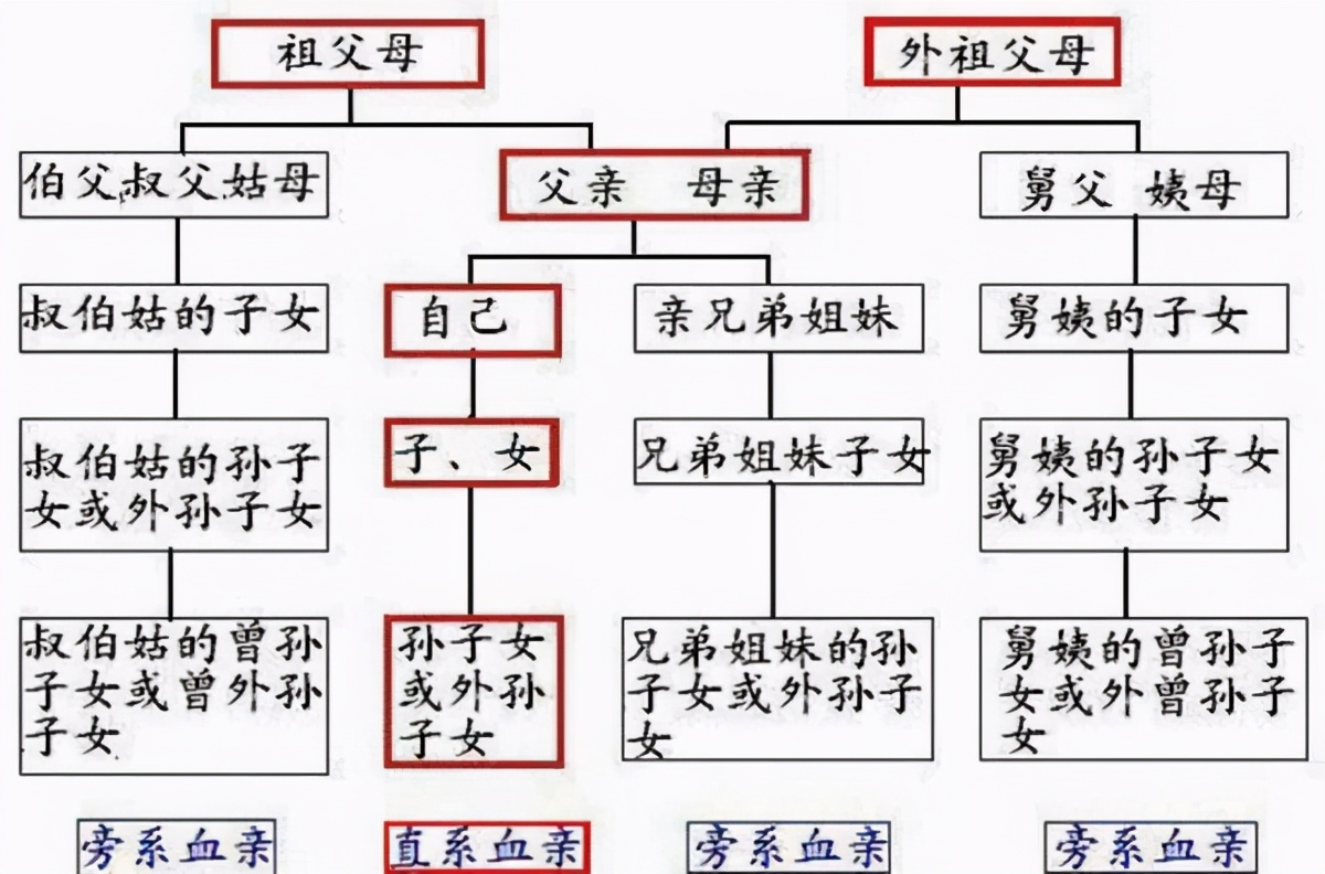 亲属关系树状图图片