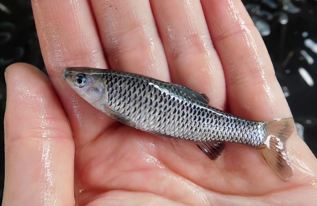 农村5种不起眼的小杂鱼,过去常用来喂鸡鸭,现在却让人高攀不起