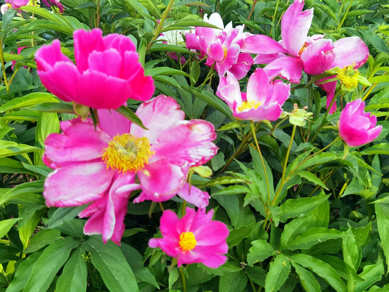 宁阳神童山下，芍药花开正艳