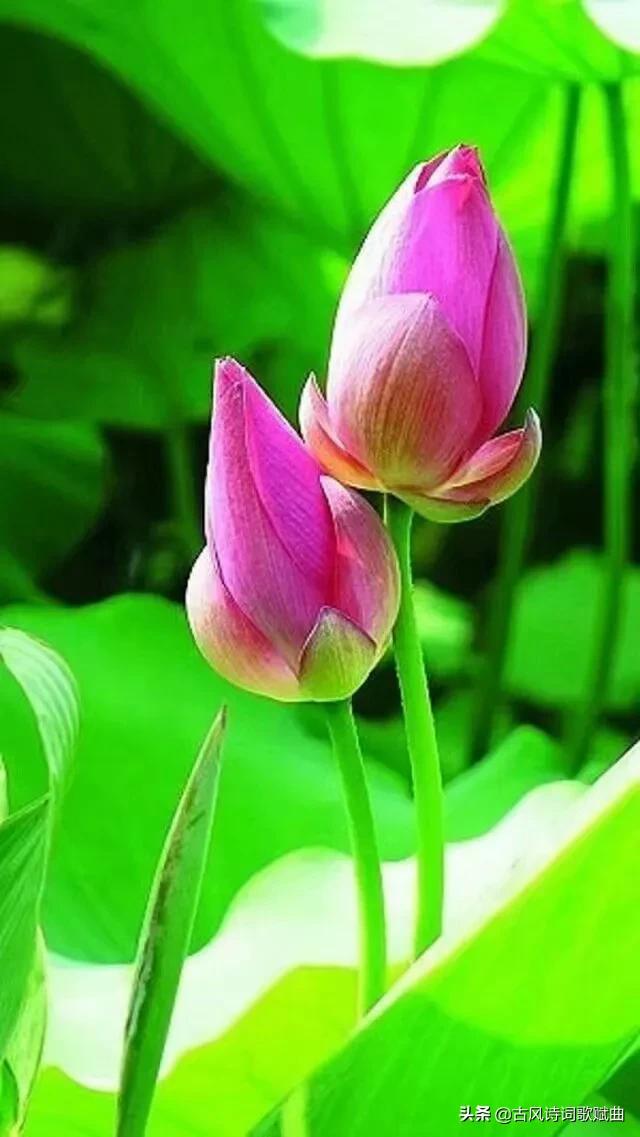 100句唯美而又温暖人心的句子，简短文艺，直抵心灵