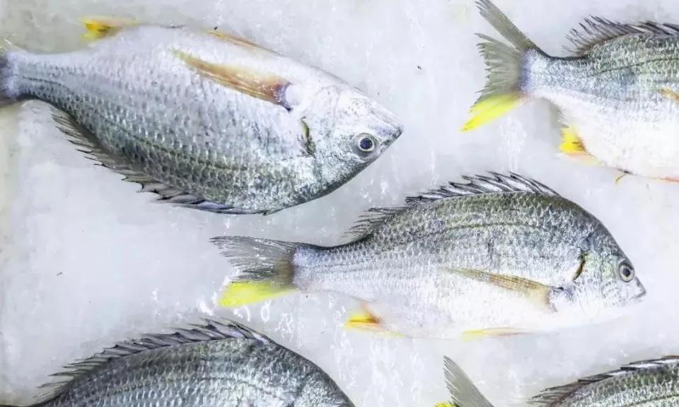 什么是深海鱼 沙丁鱼是深海鱼吗-思宇生活