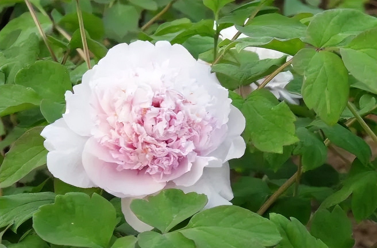 芙蓉▲银红巧对▲雪映桃花▲景玉▲黑海撒金▲凤丹白▲丛中笑▲赵粉