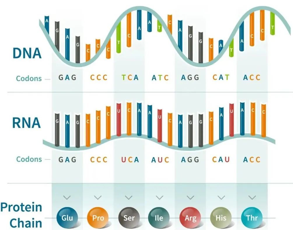 孩子不明原因猝死，母亲成为科学家后找到了一个答案