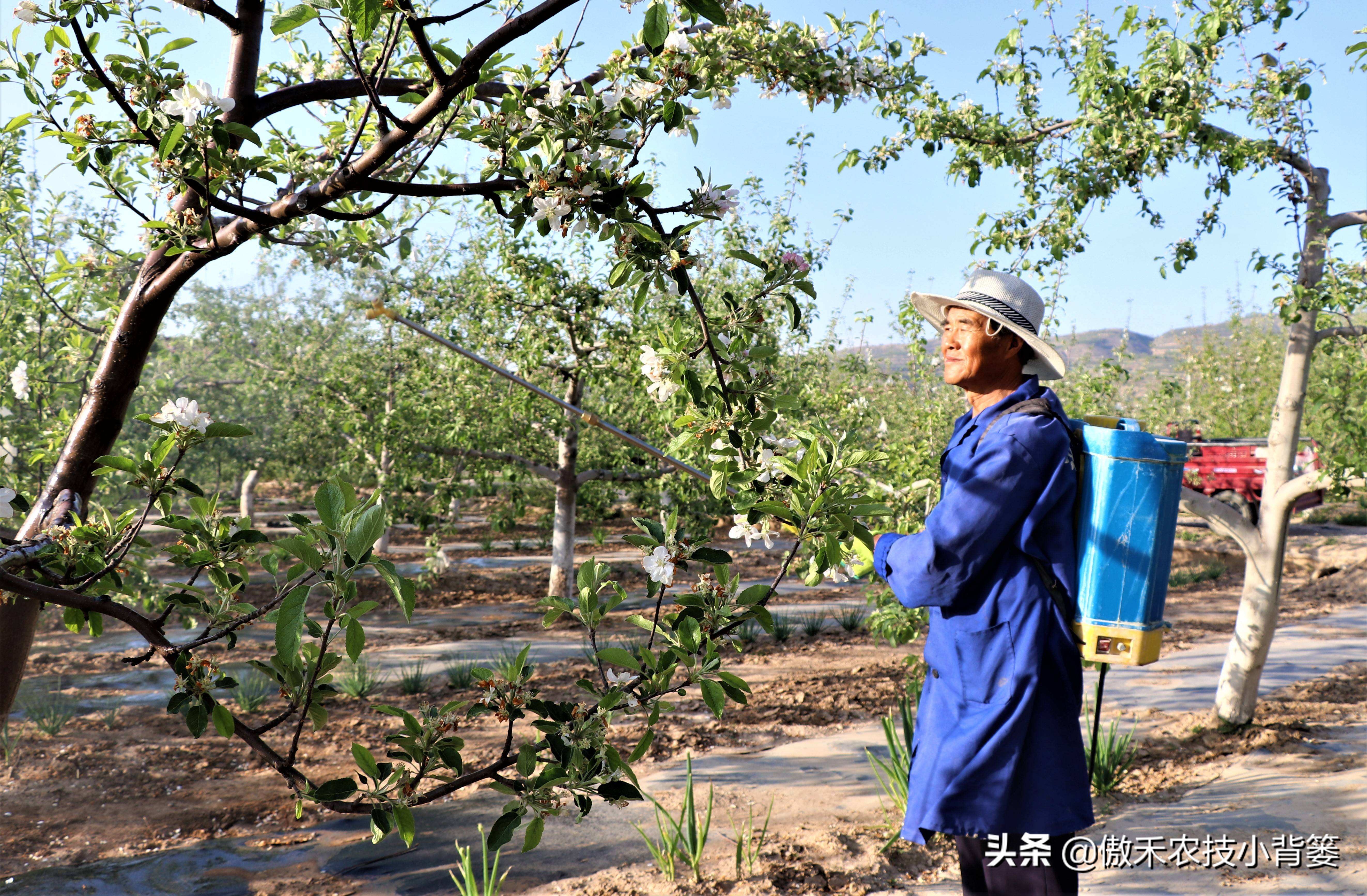 果树花前喷什么药（果树花前打药的原因讲解）