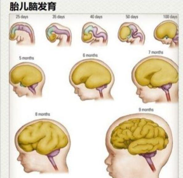 一张图带你了解受精后胎宝的发育,孕妈早清楚避免畸形发生
