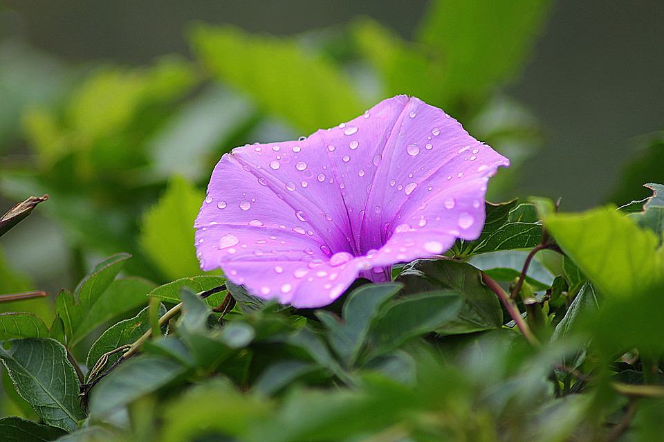 类似与僧侣之夜(50多种开紫色花朵的植物和种植方法)