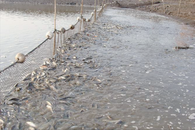 死水魚塘適宜養殖哪些魚?