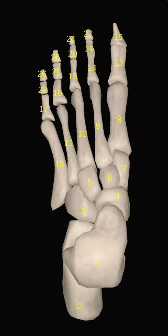 足的骨骼解剖