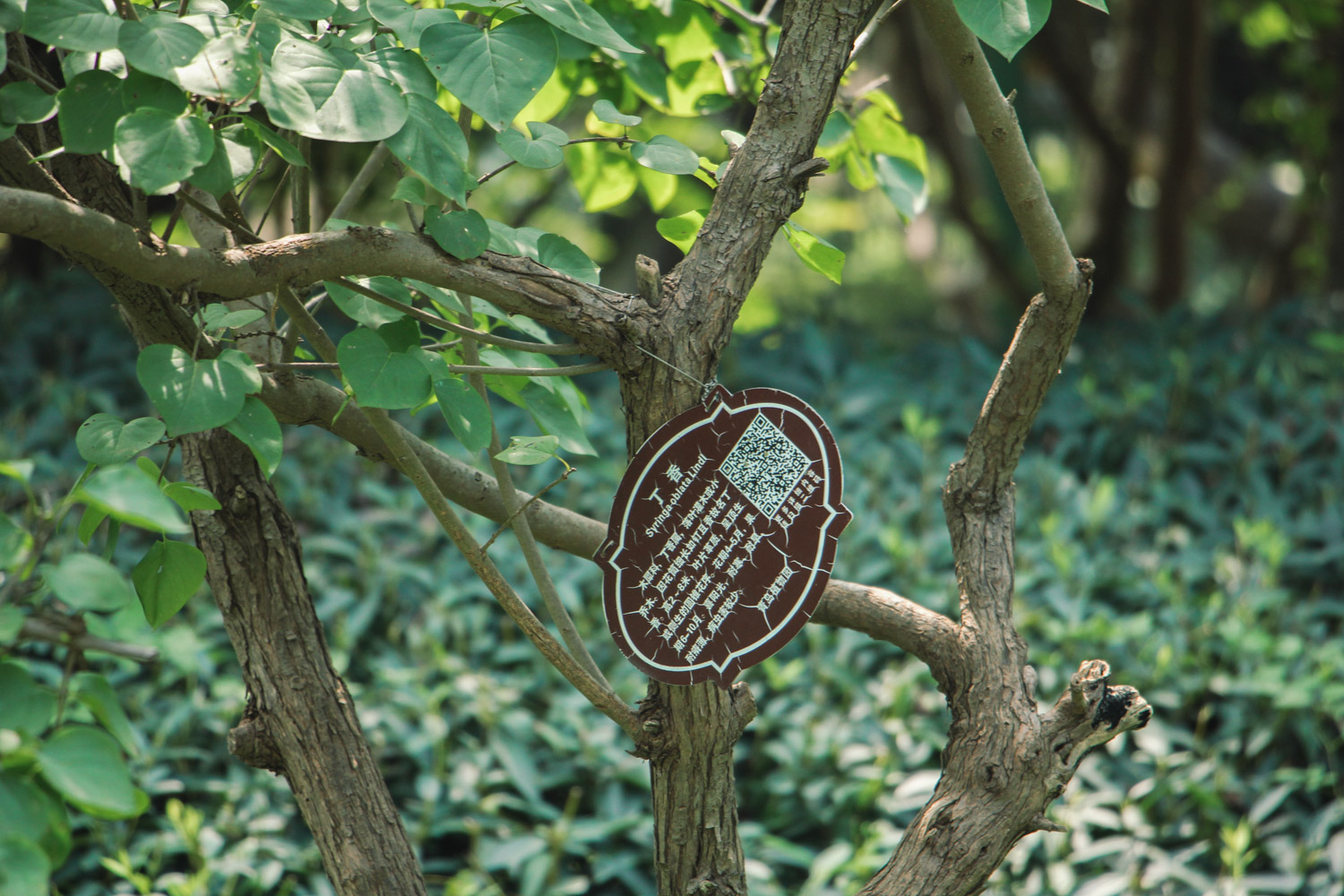 蓝丁香长什么样（丁香花所有品种介绍你都认识吗）