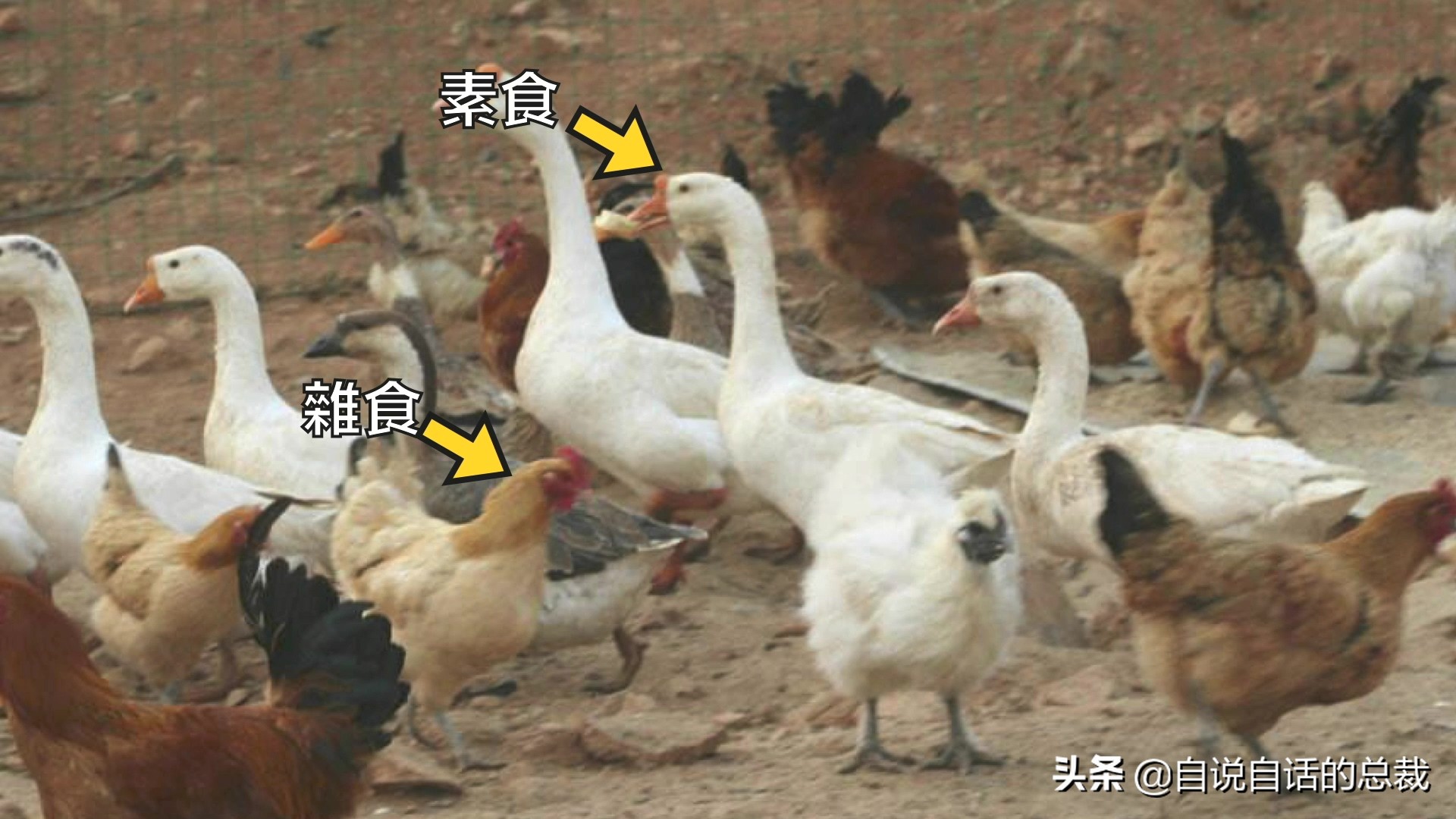 为什么动物都怕鹅？有鹅的地方没有蛇？大鹅的真实面貌超出你想象