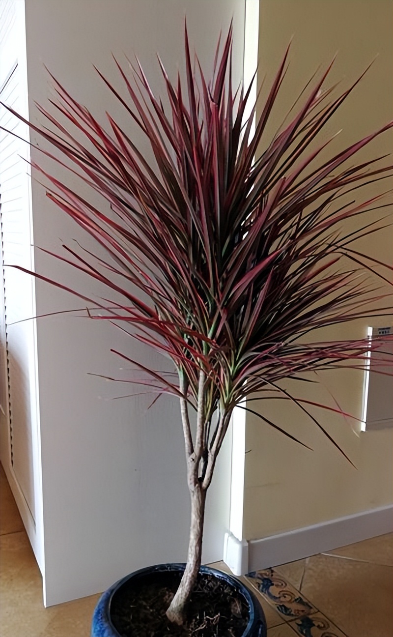 6种彩叶植物，养眼添姿彩！祛除异味有特效，好养还省心