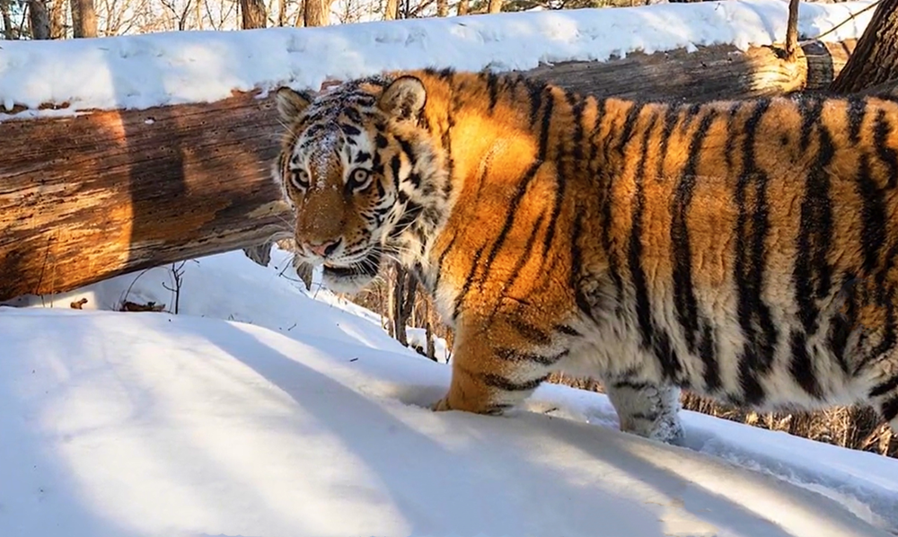 东北虎图片视频(东北虎掉入陷阱受伤,竟被狼群驱赶,跑到村庄捕食狗