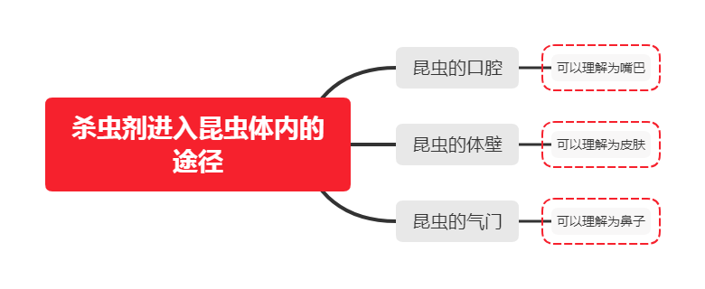 杀虫杀螨剂——杀虫剂进入昆虫体内的三种途径