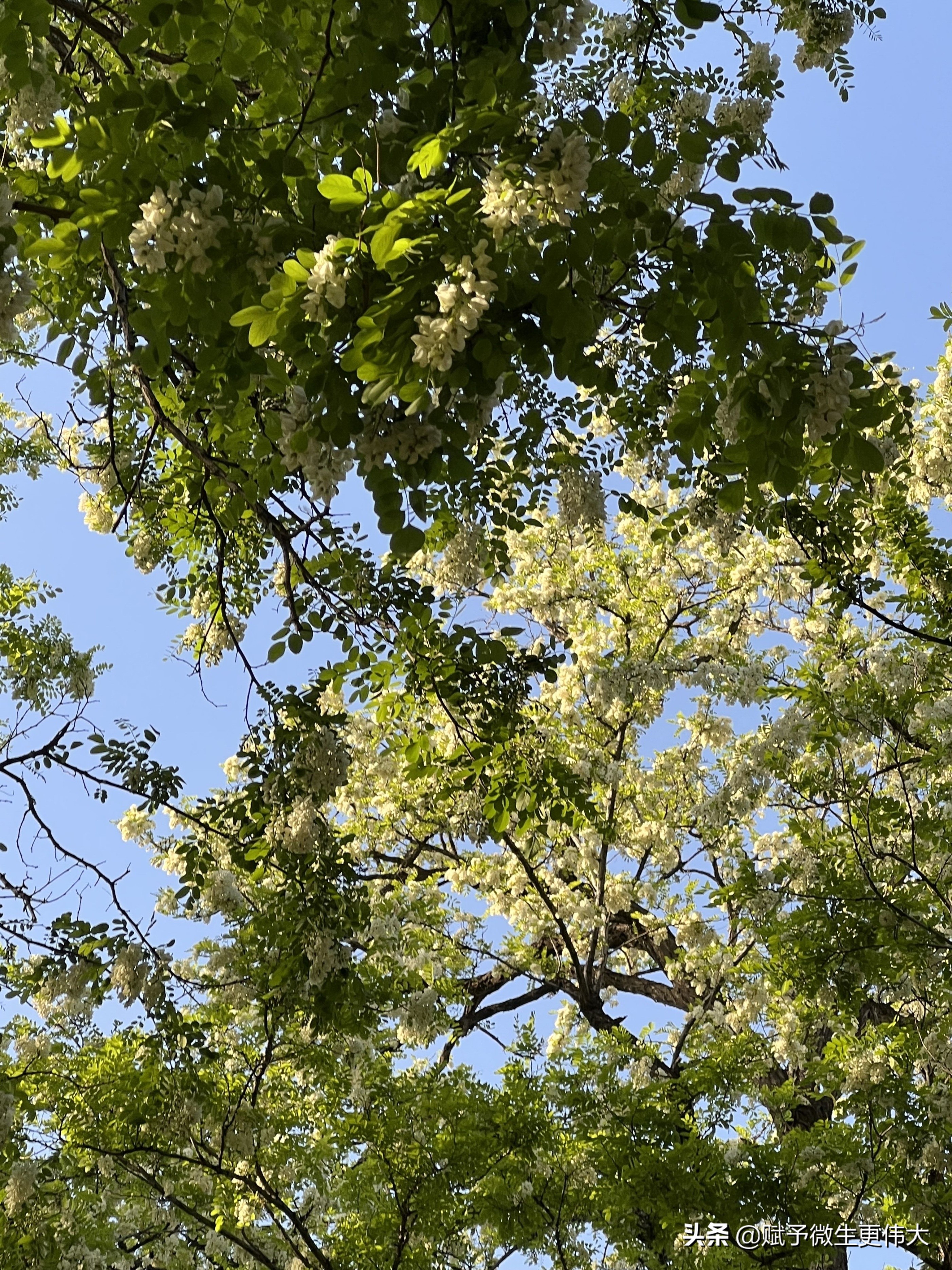 白花花——少忆儿时常采食