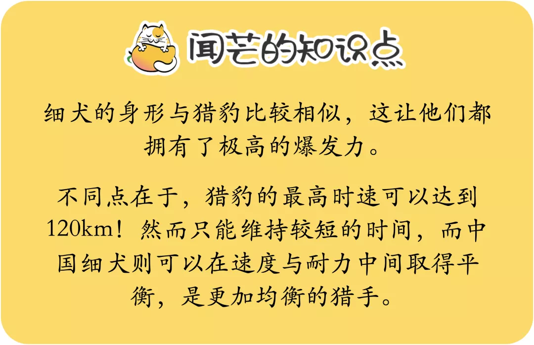 没错,哮天犬正是一条纯白色的中国细犬
