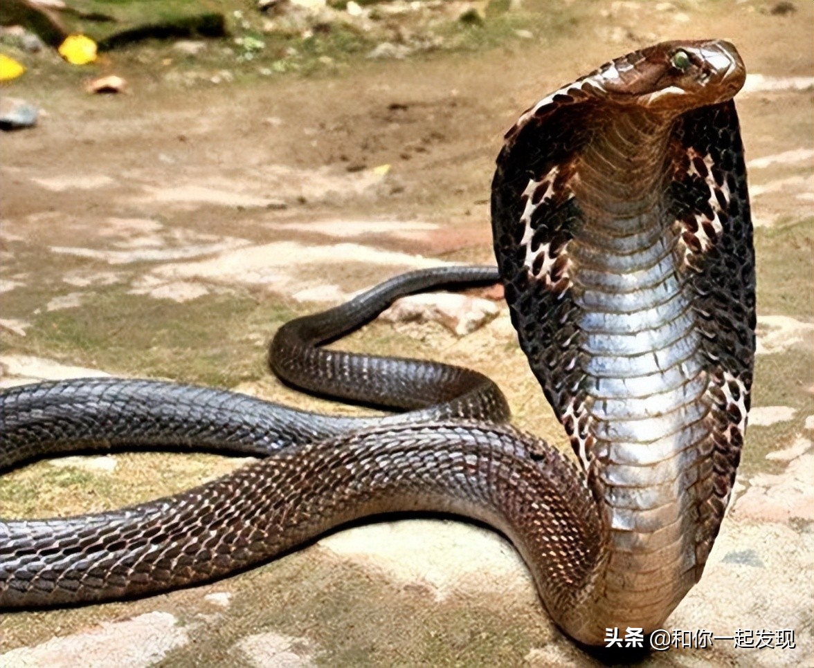 瑞士长矛对战哥斯达黎加海盗(世界上最毒的蛇,看到这些蛇时,那就快跑