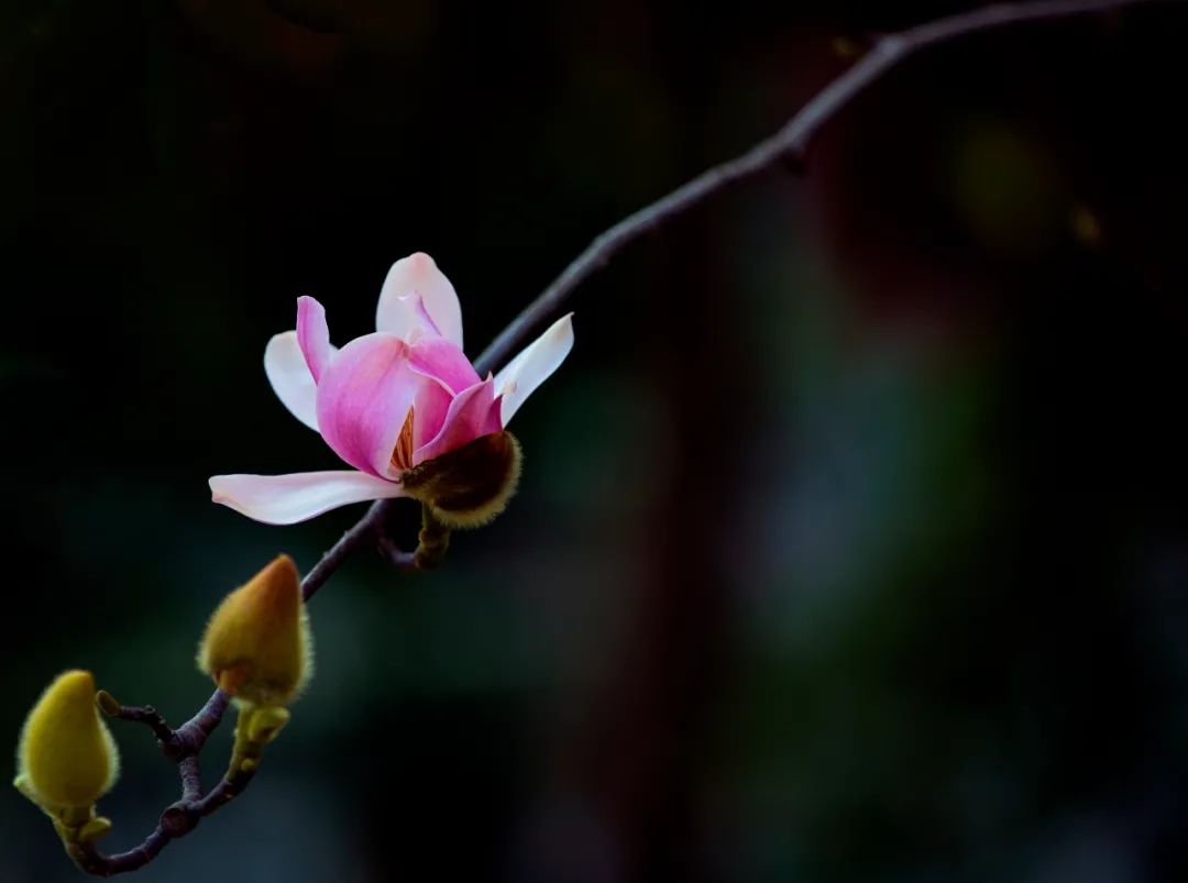以花為媒，赴一場(chǎng)春日之約！