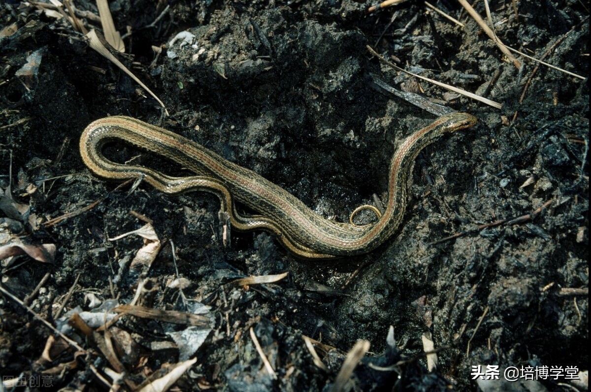 中医药的无奈，西医药的悲哀！文章不长，却寓意深长