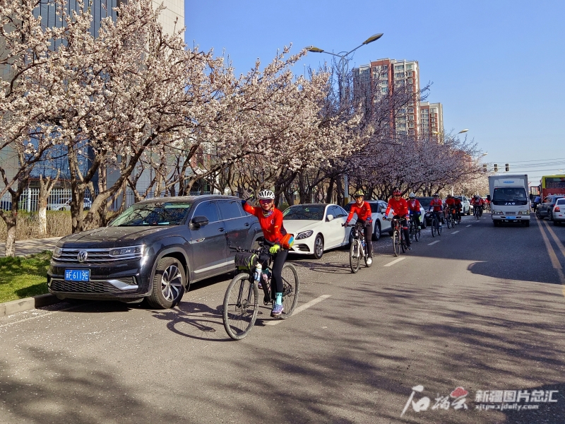 我家门前有条网红路：一路杏花开，满屋花香飘