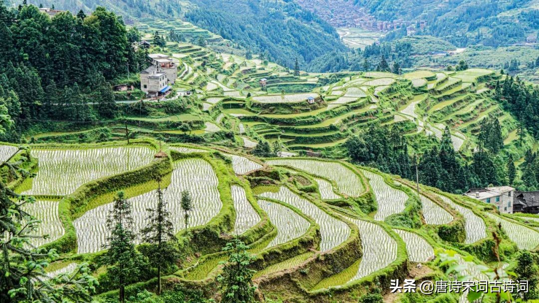 青绿田畴间(禾苗青青，夏日清新)