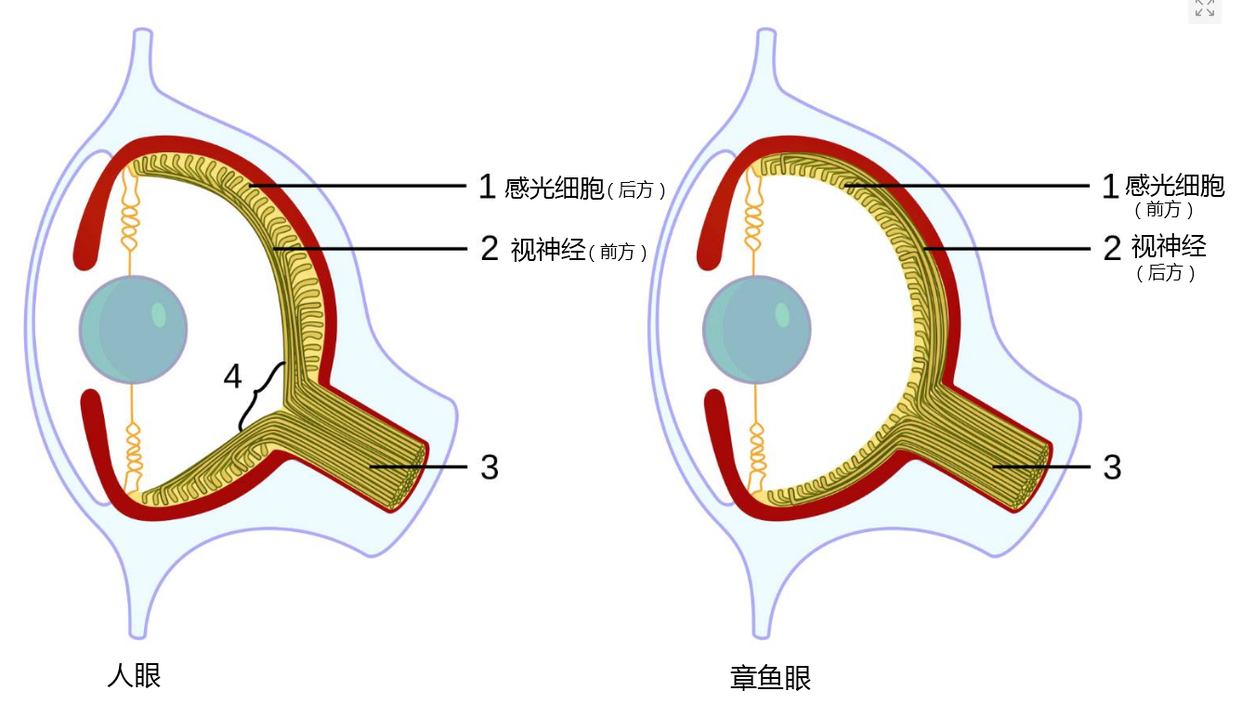 章魚世界杯預測全對（世界杯預測全部正確，內部結構優于人類，會是外星生物嗎？）