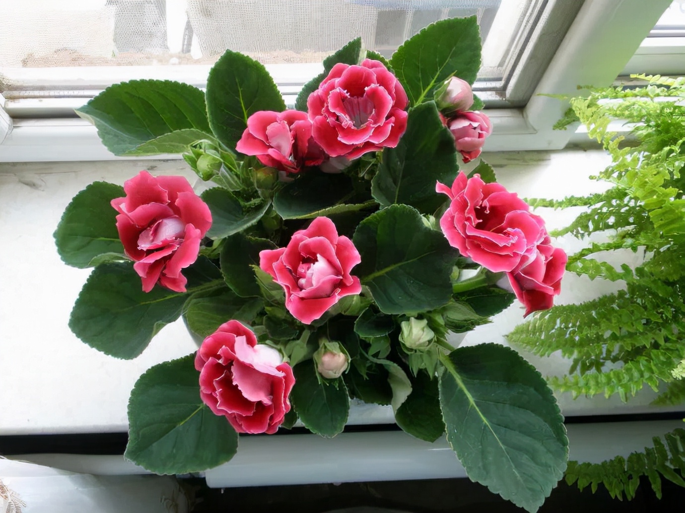 家里光照不足，建议养这10种“耐阴花”，有点散光就能长得很美