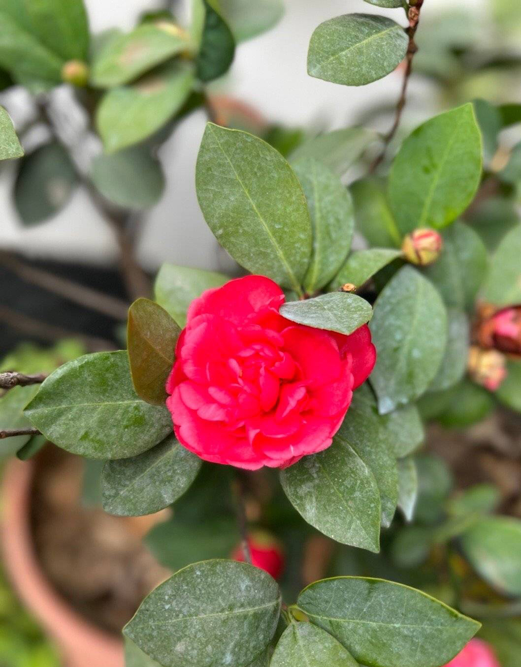 绿色山茶花花语图片