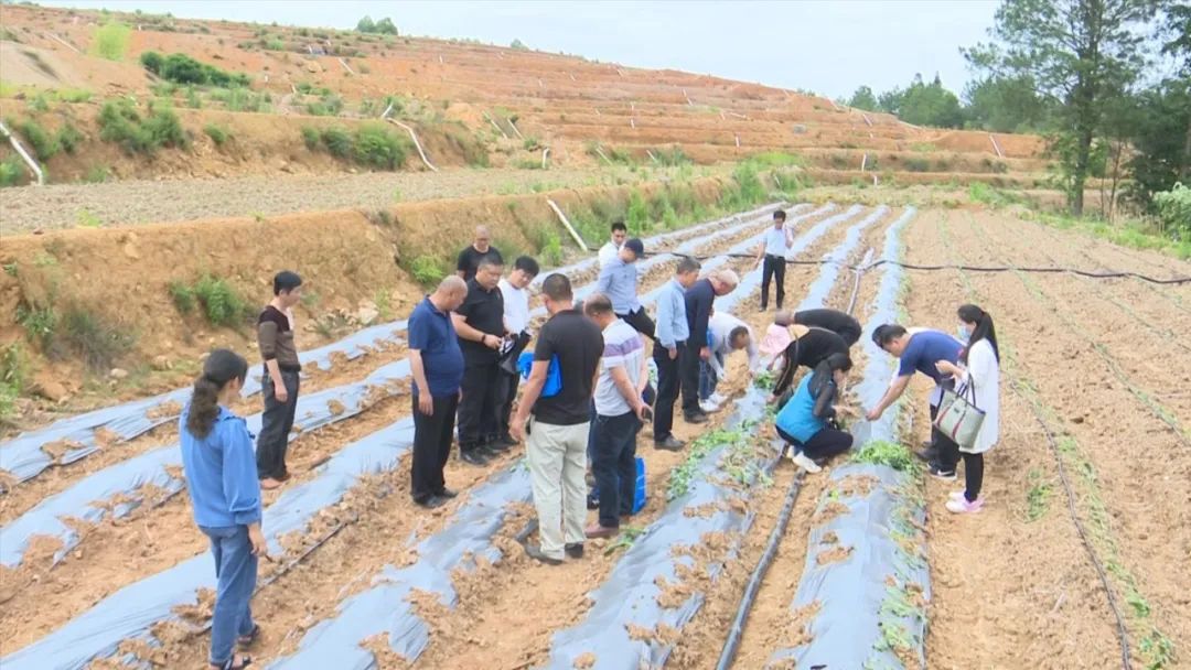 「全面推進鄉村振興」連城縣召開2022年現代地瓜產業園項目優質富硒鮮食地瓜標準化種植現場觀摩與培訓會