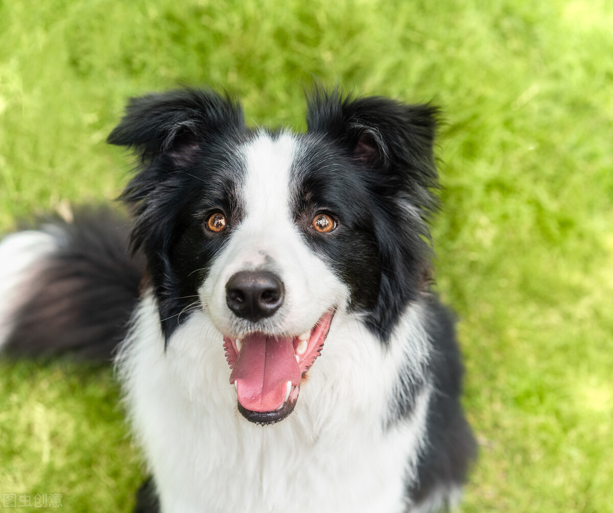 边牧犬的优缺点,看完你能接受吗?
