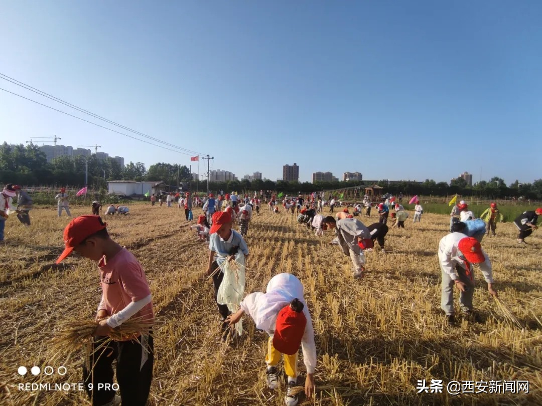 宝鸡市陈仓区西堡小学“收麦”实践活动令(图12)