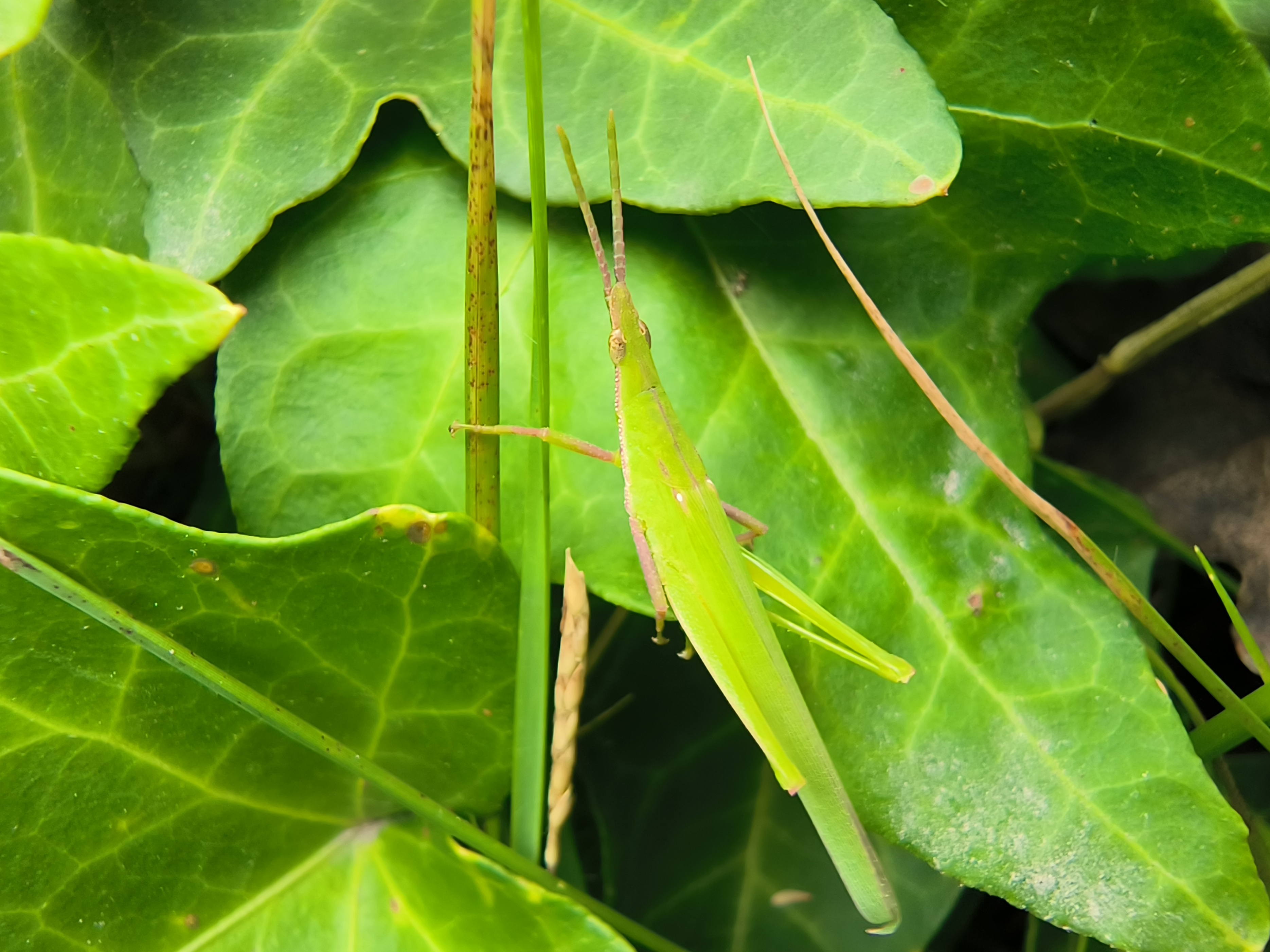 偶像派还是实力派？——荣耀70 Pro评测