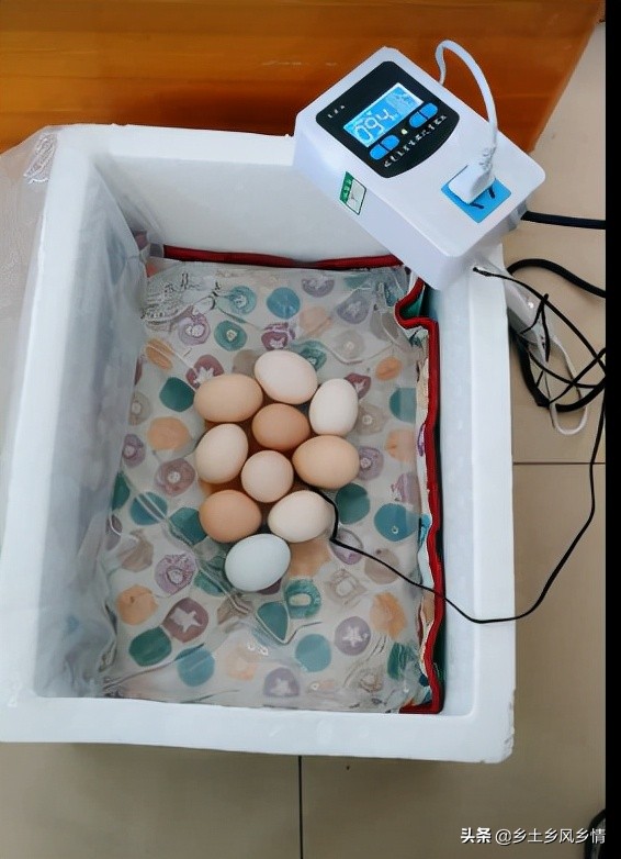 自制鸡蛋孵化器简单方法(没有孵化器怎么孵小鸡？有三种方法，最简单的方法只需一只电灯泡)