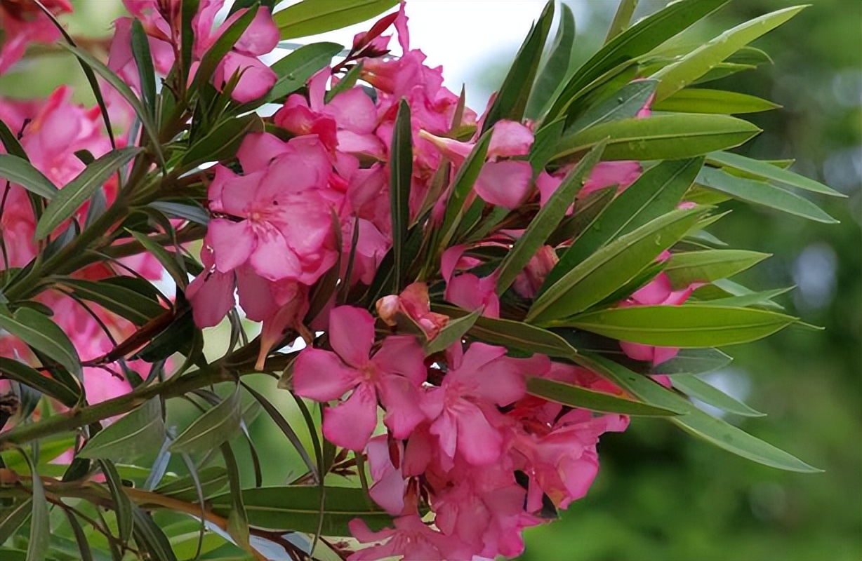 它叫夹竹桃,是一种剧毒植物,在城里却随处可见,遇到请自觉远离