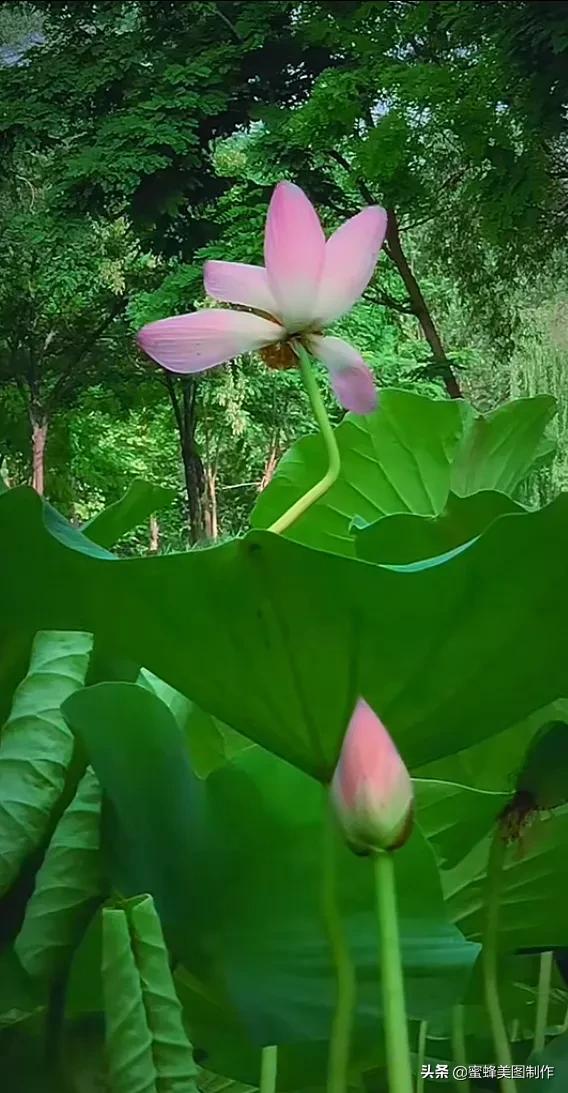 人生就是一场百花盛宴，读你千遍也不厌倦