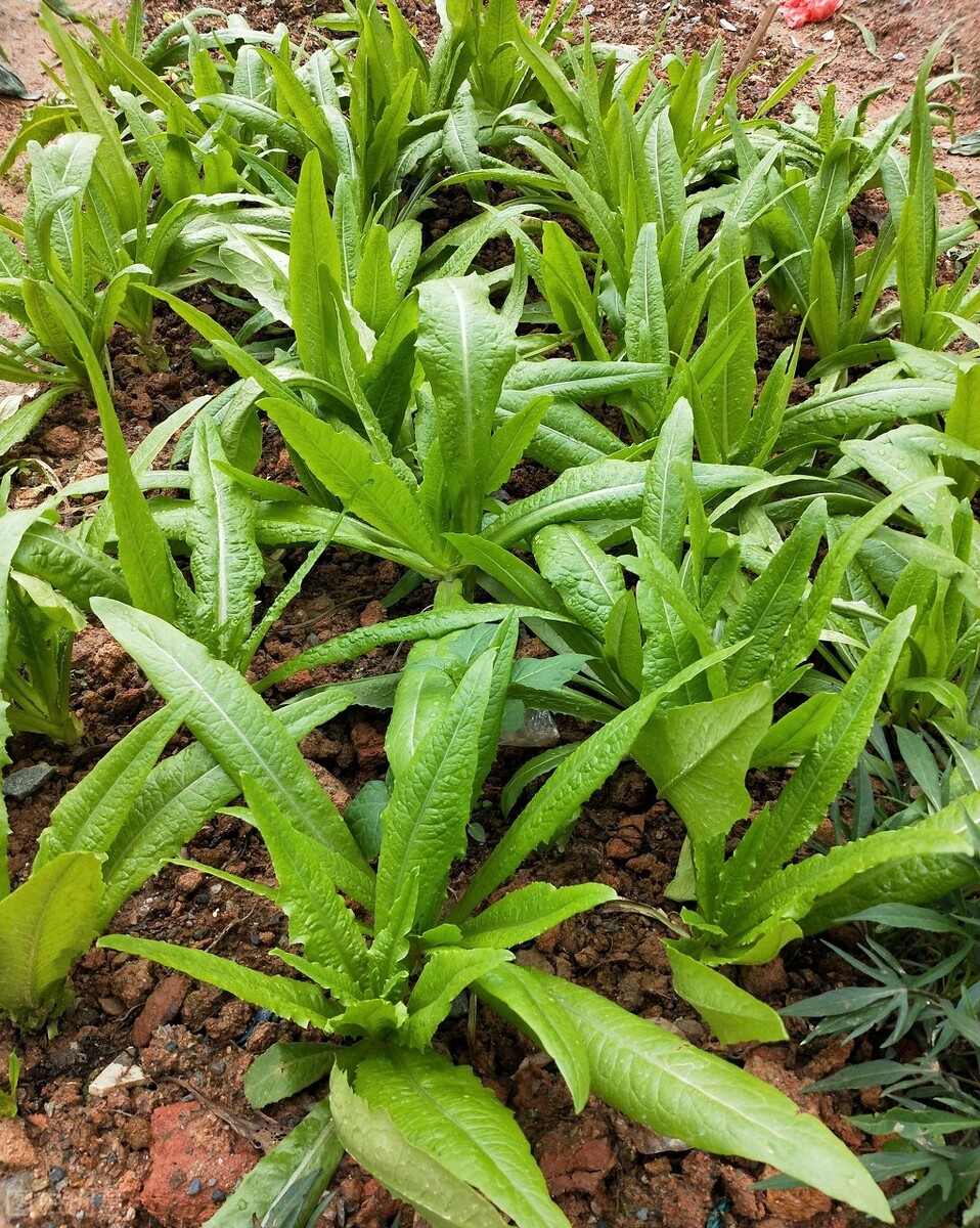 别扔这4种蔬菜叶儿,营养价值贼高