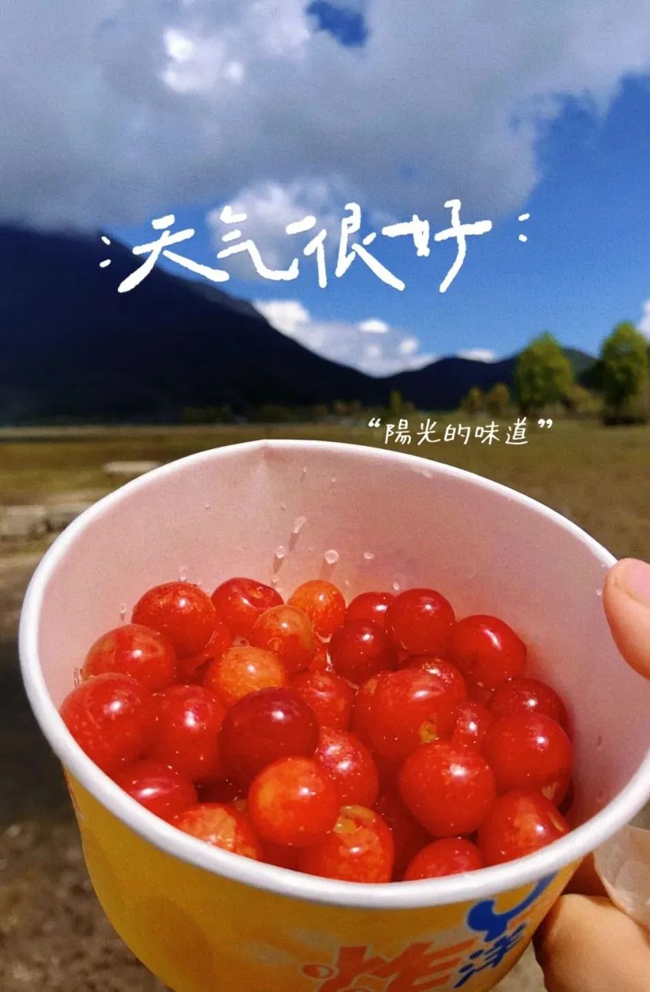 你实现樱桃自由了吗？