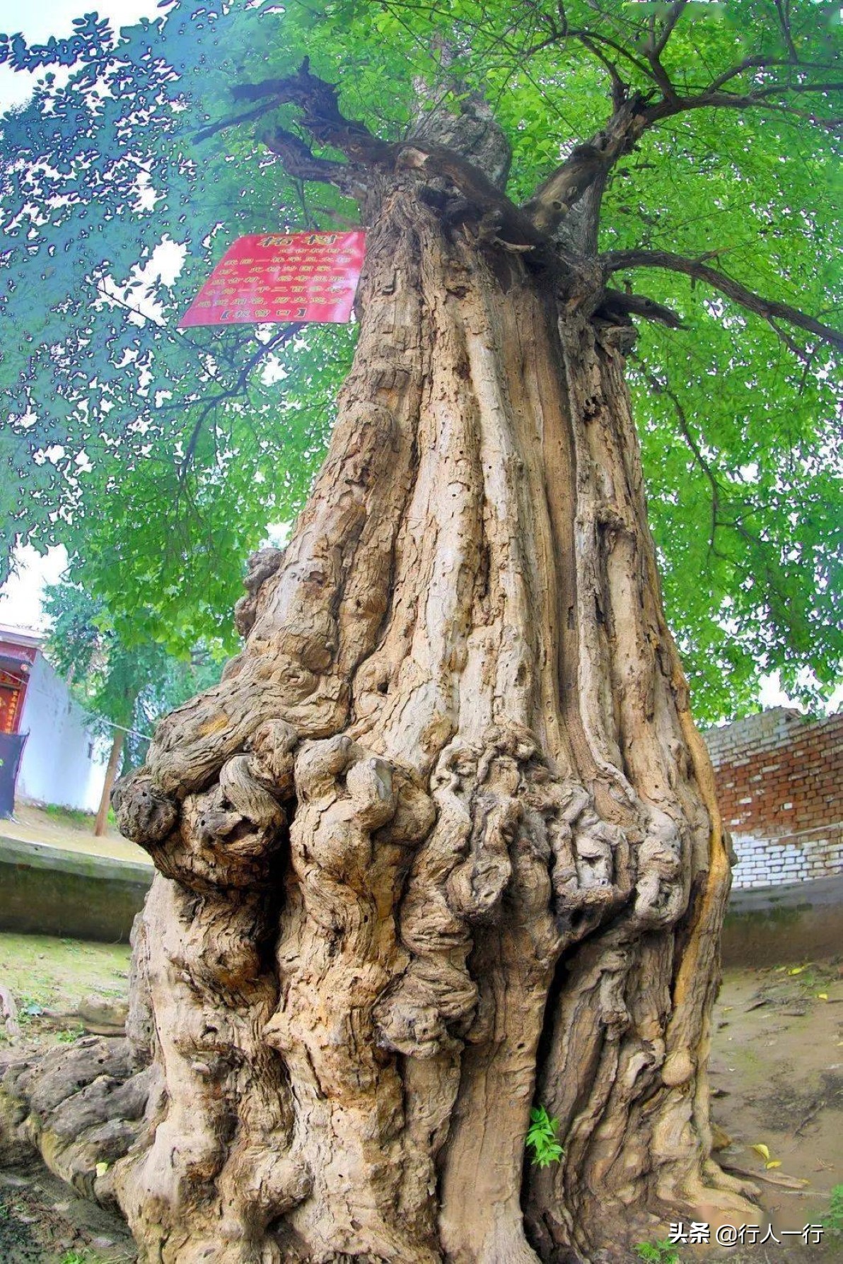 隋朝时期,柘县更名为"柘城",至今已有2200多年的历史.