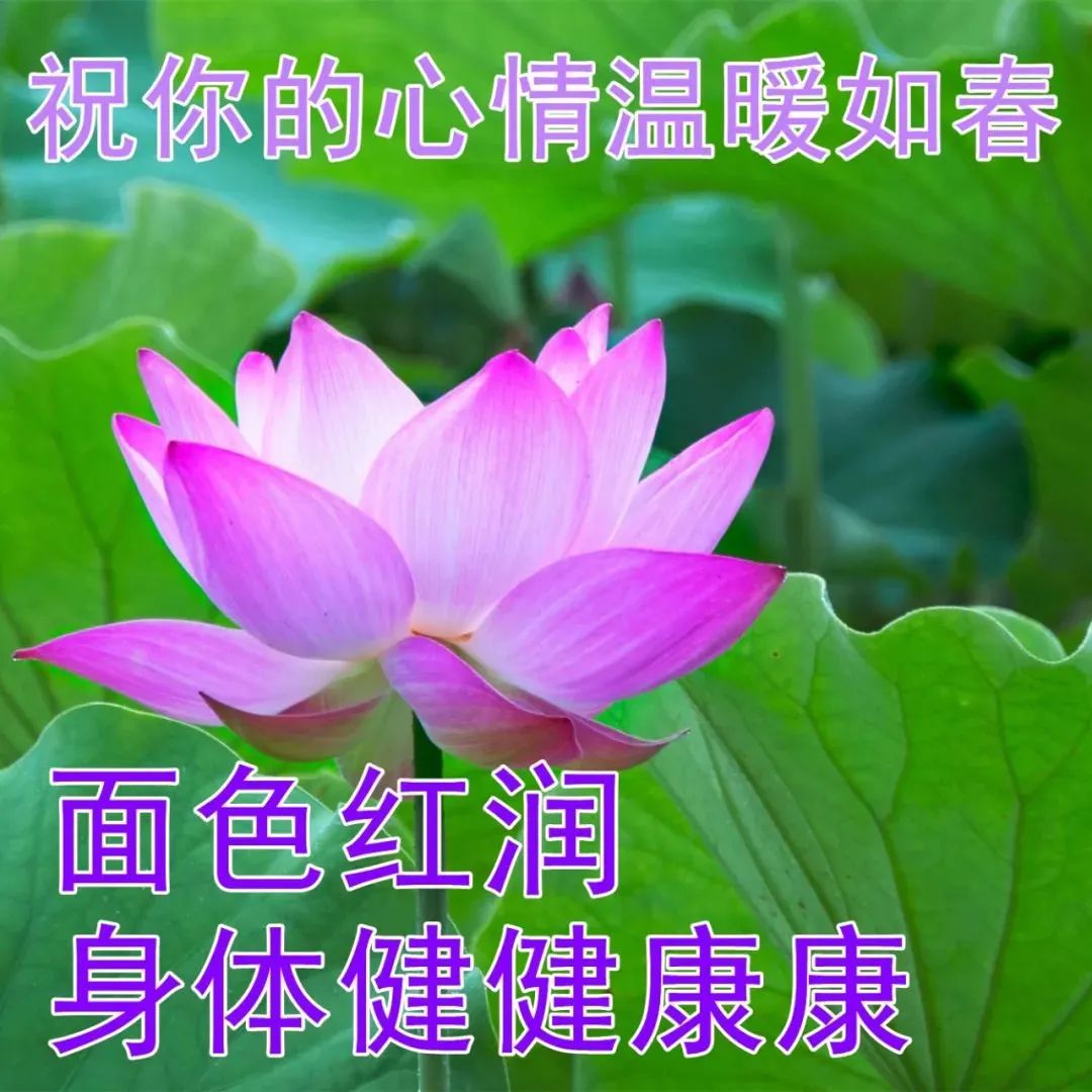 祝福金婚话语_祝福金婚贺词_金婚祝福语微信