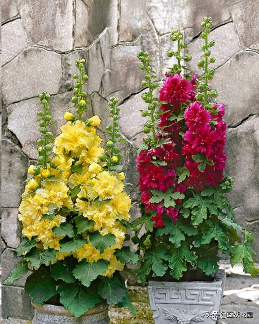 蜀葵花图片（开花多花期长好养活的蜀葵承包你花园亮点）